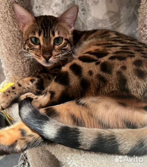 Бенгальская кошка