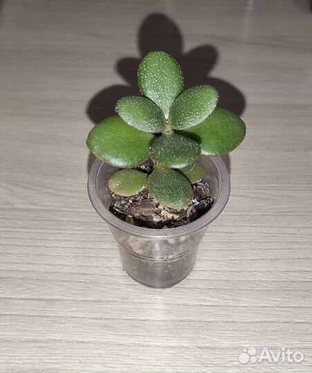 Суккуленты