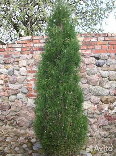 Сосна веймутова и черная(подробности в описании)