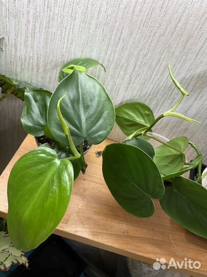 Комнатные растения цветы