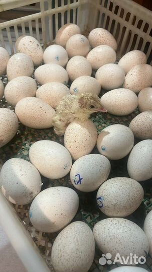 Индюшата Биг 6