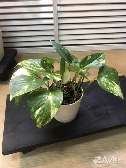 Эпипремнум