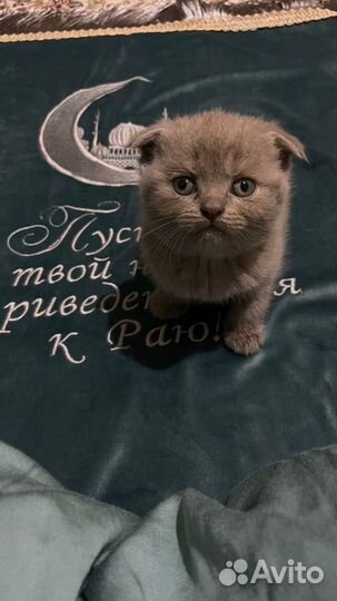 Котята шотландские со смесью британцев