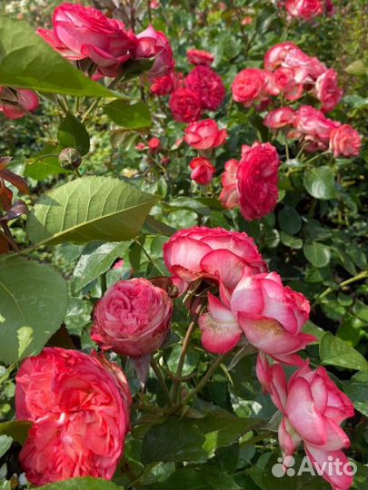Розы Вьющиеся