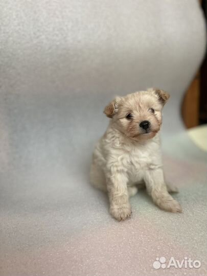 Той-терьер щенки