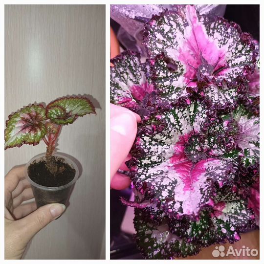 Монстера Альба Калатея Миракл, Вайт фьюженАглоанем