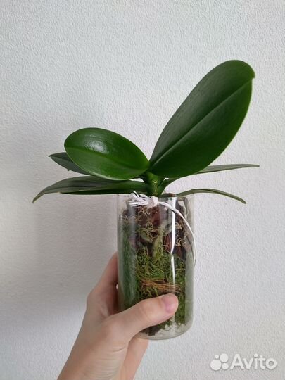 Орхидея фаленопсис мини