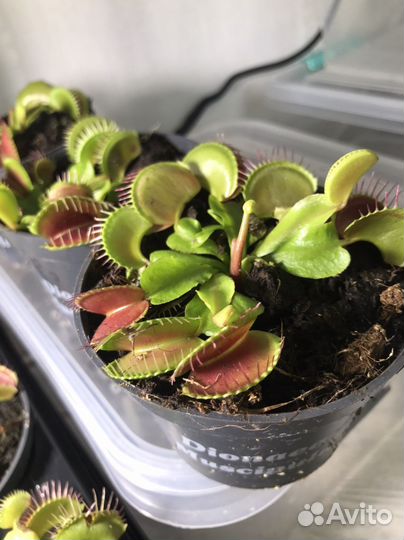 Венерина мухоловка (Дионея) хищное растение