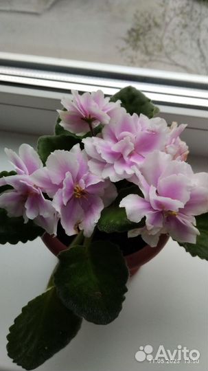 Фиалка, лист-срез