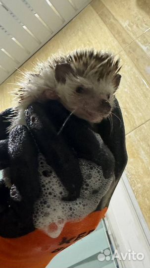 Африканский ежик