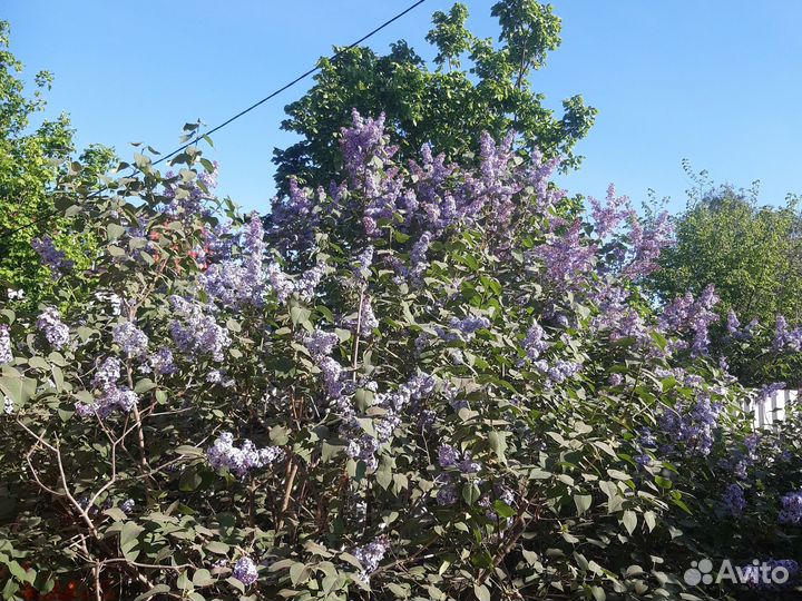 Букет из сирени