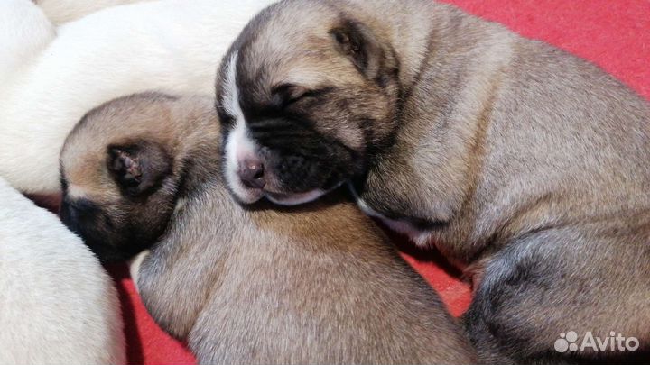 Щенки алабая