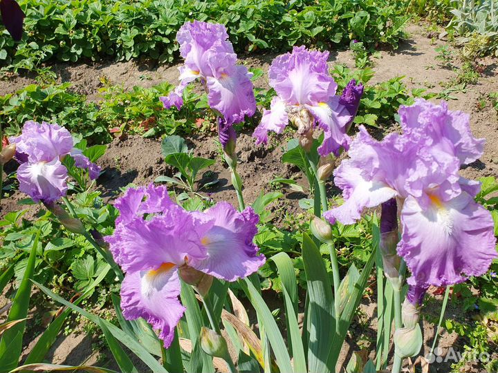 Ирисы