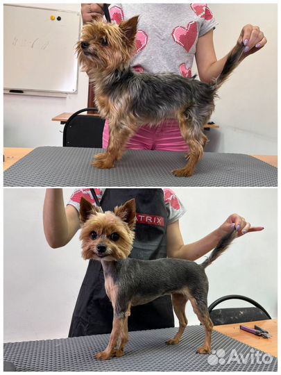 Грумер стрижка собак