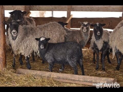 Баранина фермерская