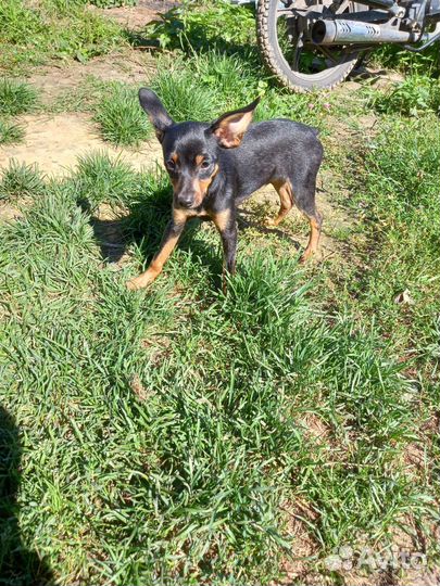 Той-терьер щенок