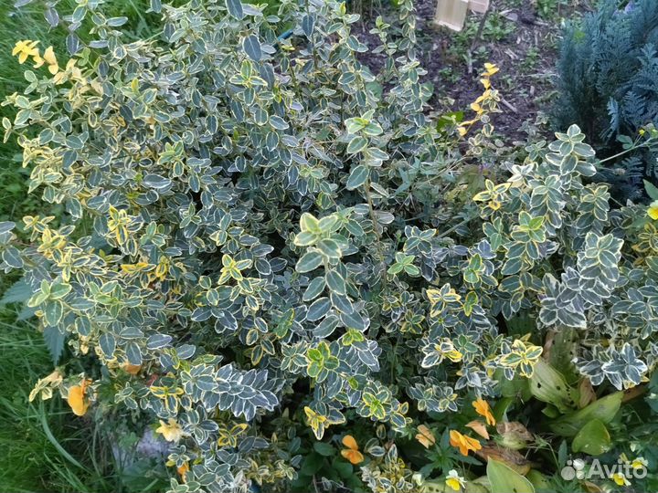 Кустик декоративный