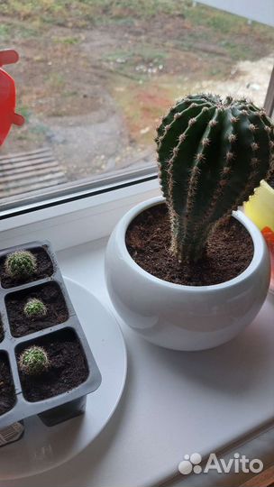 Кактусы и суккуленты