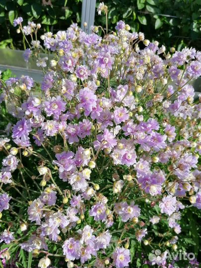 Герань садовая