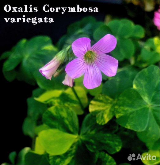 Кислицы сортовые луковичные