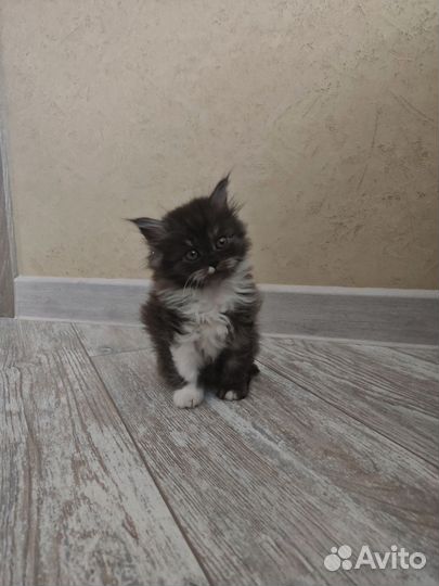 Котенок