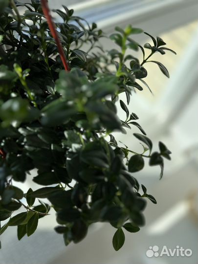 Гипоцирта / немантус