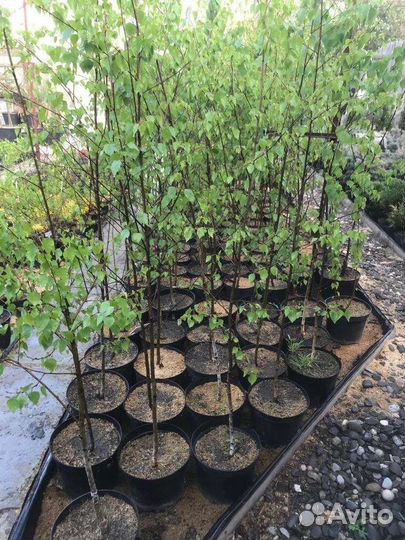 Берёза, дуб, клен, рябина, ива