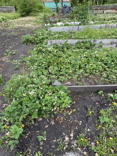 Участок 10 сот. (СНТ, ДНП)