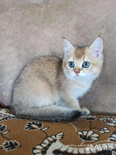 Золотая шиншилла (котик)