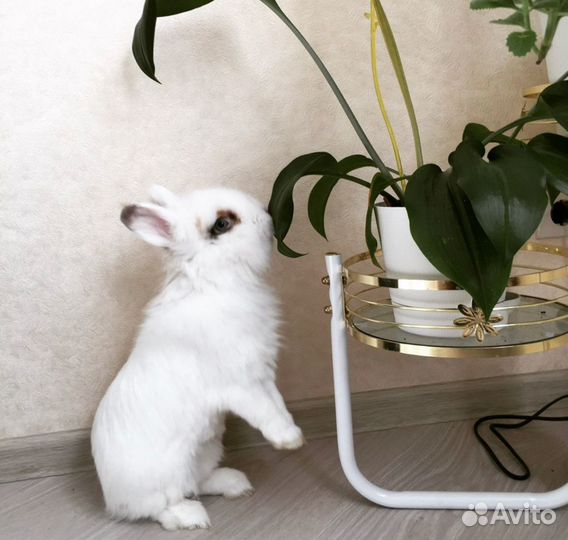 Степашка кролик