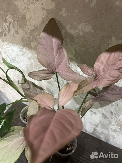 Комнатные растения