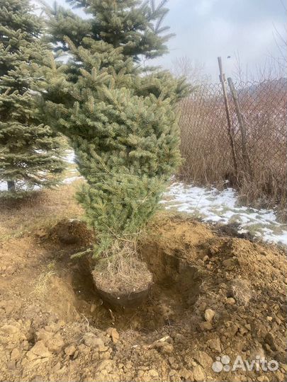 Сосна обыкновенная, сосна крымская