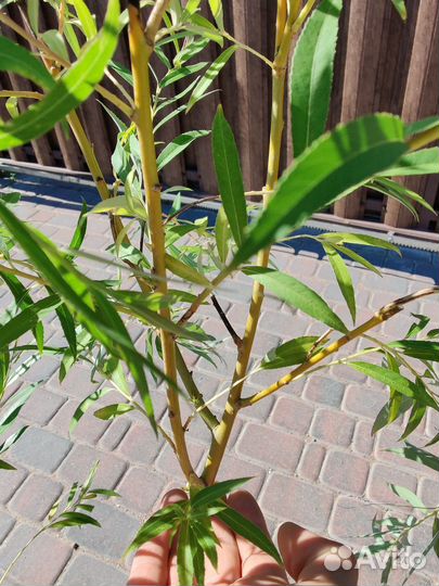 Ива вавилонская