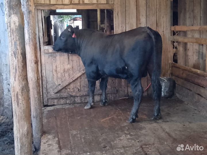 Продам быков на племя