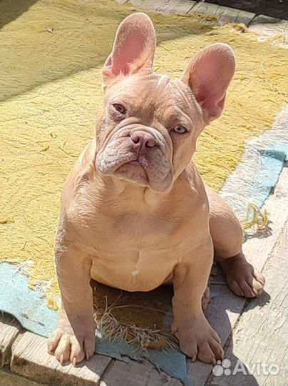 Изабелла мальчик