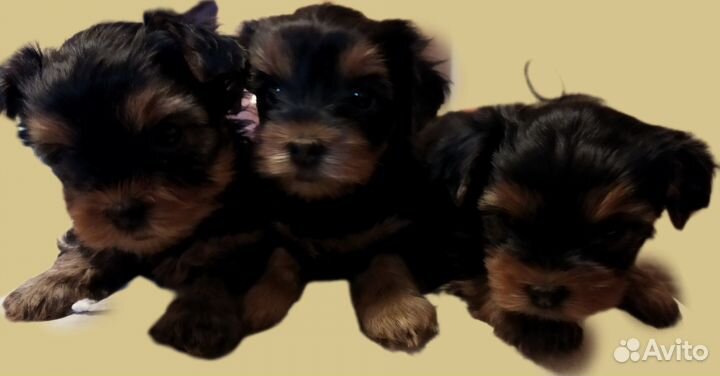 Щенки Йорка