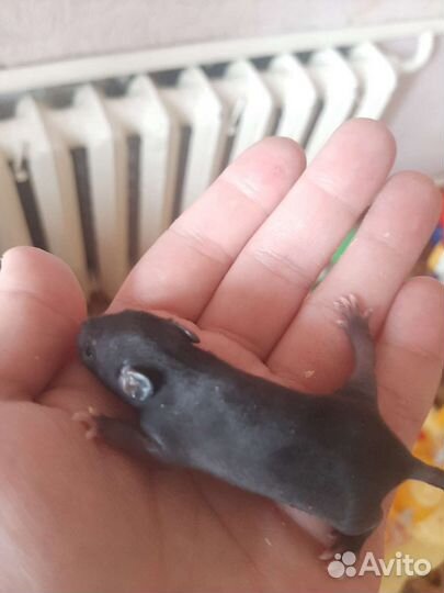 Продам крысят