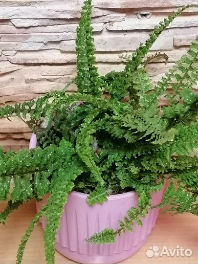 Папоротник нефролепис кудрявый