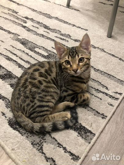Бенгальский котенок