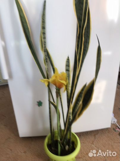 Сансевиерия с жёлтой окантовкой
