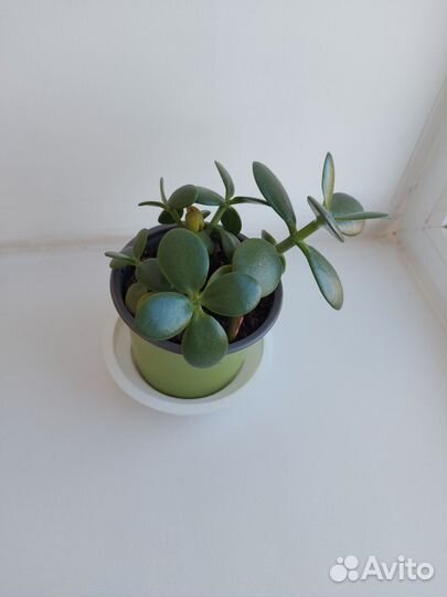 Толстянка красула