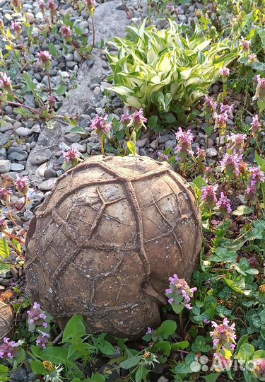 Черепаший камень