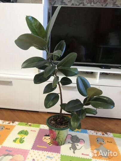 Фикус женское счастье декабристов