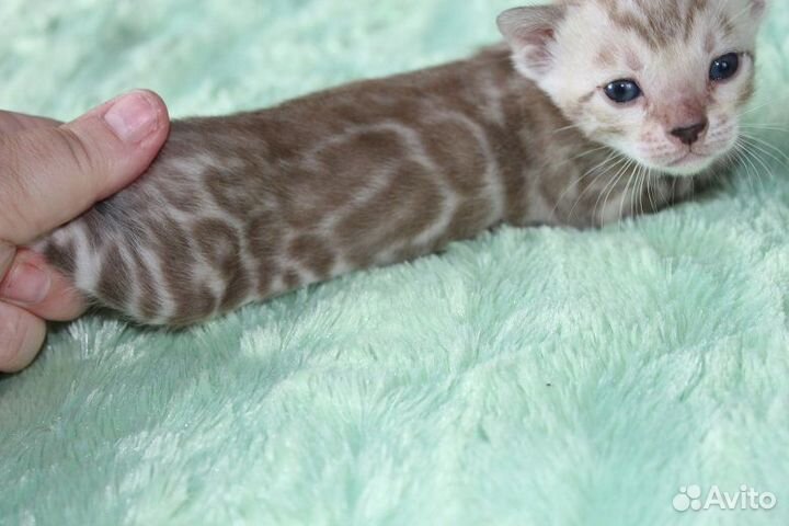 Снежные и золотые леопардики