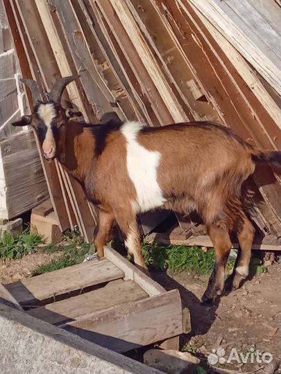 Козлики на племя и на мясо