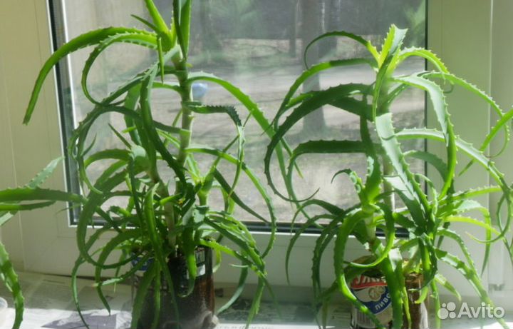 Алоэ древовидное Столетник