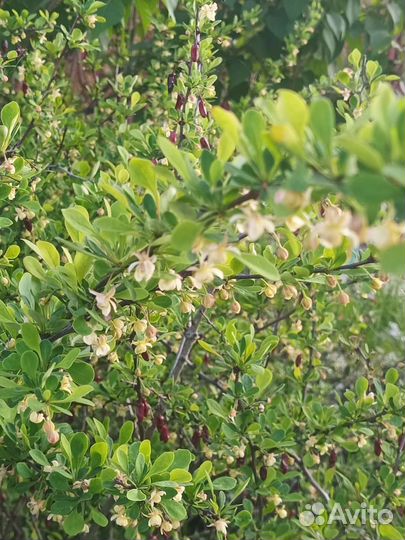 Кустарник декоративный Барбарис Тунберга