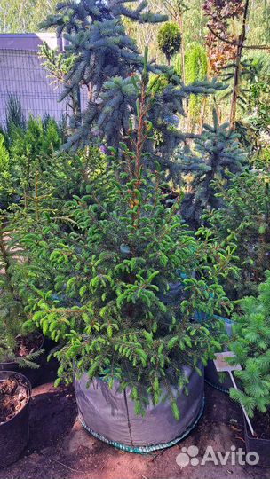 Ель сербская