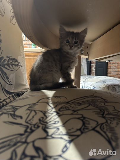 Котята в добрые руки даром