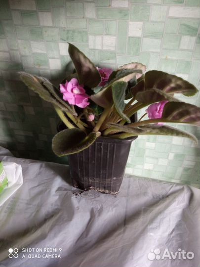 Фиалка, сансевьерия, диффенбахия мк